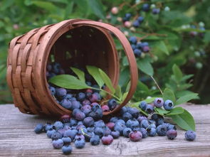 美国蓝莓