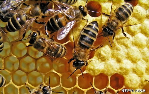 蜜蜂市场