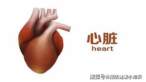 心脏冠状动脉血管图