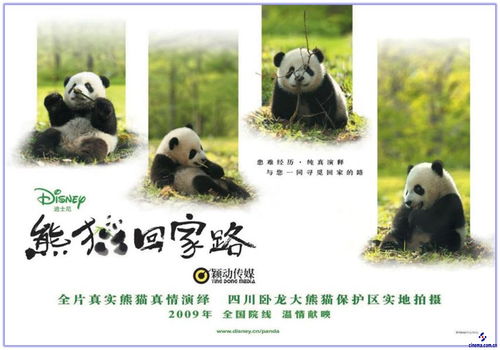 熊猫回家动画片